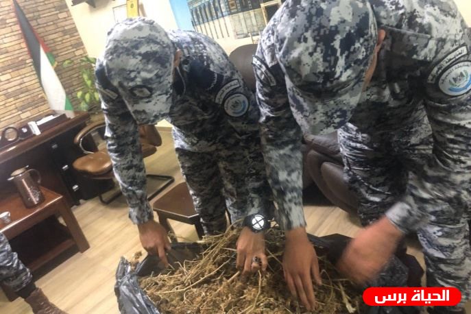 الضابطة الجمركية تضبط 2 كغم مارجوانا مخدرة في طولكرم