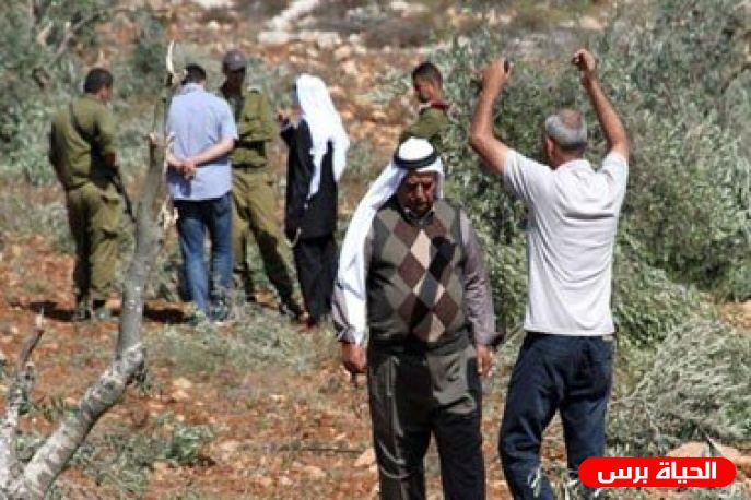 إصابة مواطن في اعتداء للمستوطنين خلال قطفه الزيتون جنوب غرب نابلس