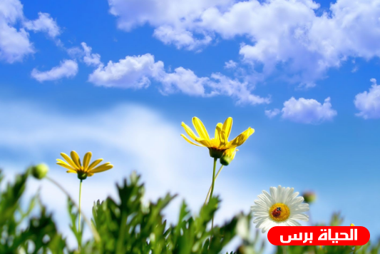 طقس فلسطين اليوم الأحد : الحرارة حول معدلها السنوي 