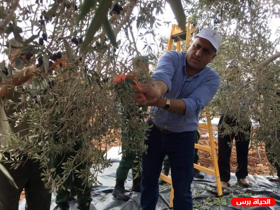 يوم تطوعي لقطف الزيتون في قرية رمانة بمحاذاة جدار الضم