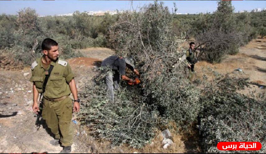 الاحتلال يطرد قاطفي الزيتون من أراضيهم في قريوت جنوب نابلس
