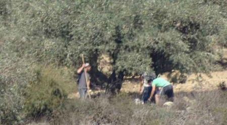 Settlers steal olive harvest in Nablus-area village