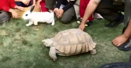 سباق الأرنب والسلحفاة يتحقق كما في الأساطير