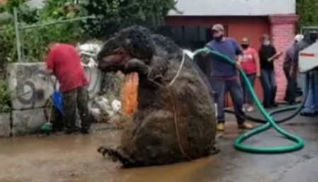 أكبر جرذ داخل الصرف الصحي يرعب عمال النظافة