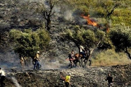 Settlers torch olive grove west of Salfit