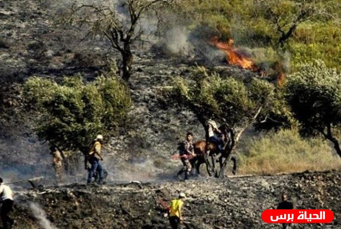 Settlers torch olive grove west of Salfit