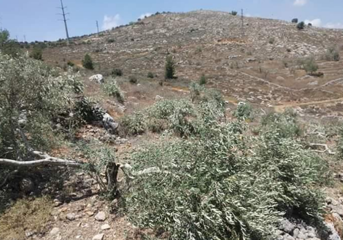 مستوطنون يقطعون أشجار زيتون مثمرة في بورين