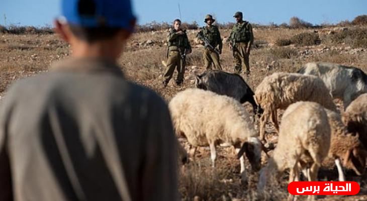 المستوطنون يجددون ملاحقتهم لرعاة الأغنام في الأغوار