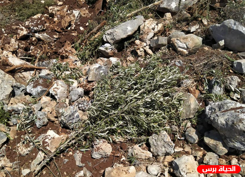 مستوطنون يقتلعون أشجار زيتون في بلدة الخضر