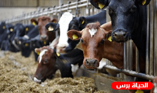 الاحتلال يحتجز آلاف العجول في الموانئ ويمنع وصولها للفلسطينيين