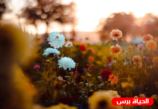 طقس فلسطين اليوم : ارتفاع طفيف على درجات الحرارة والانخفاض يبدأ الأربعاء