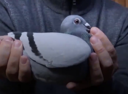 ثمنها تجاوز 1.5 مليون دولار | الحمامة "نيو كيم" الأغلى في العالم