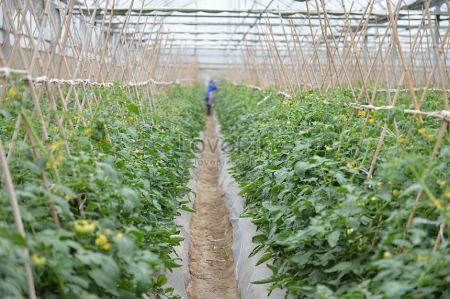 Israel to demolish agricultural shed in Bethlehem-district village