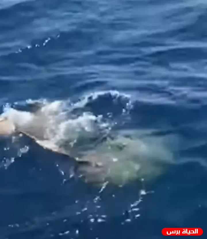 شاهد فيديو عروس البحر في البحر الأحمر في مصر
