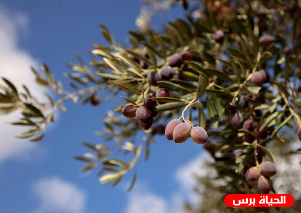 المناخ والجيش ضد المزارع الفلسطيني 