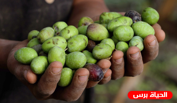 الخليل: افتتاح المهرجان الوطني الثاني للزيتون الفلسطيني