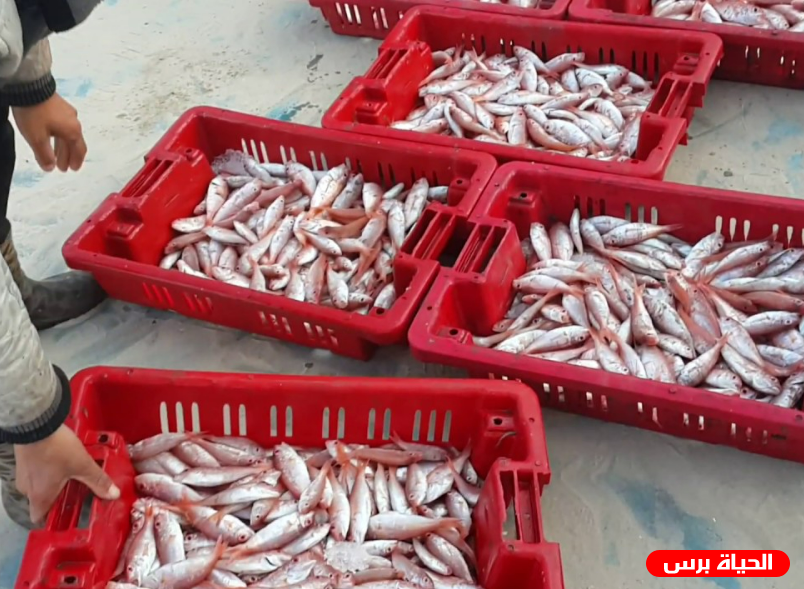 في إجراء عقابي .. الاحتلال يقرر منع تصدير الأسماك من غزة