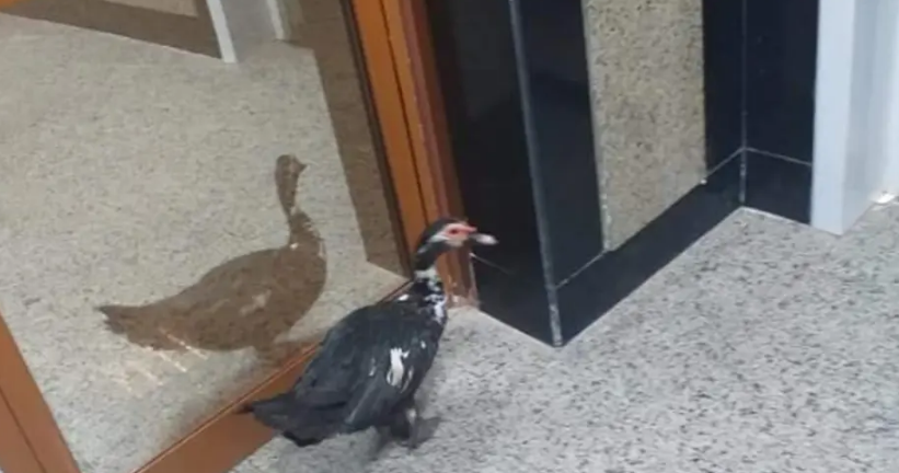 بطة مصرية في مستشفى ماذا تفعل ..؟