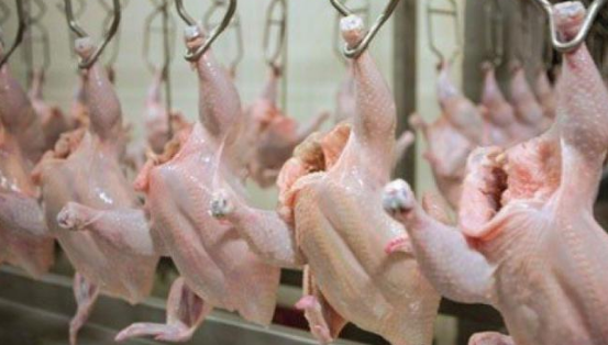 الضفة الغربية: سعر كيلو الدجاج اللاحم ما بين 15 و17 ونصف 