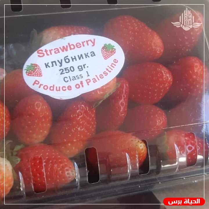 تصدير 9 طن من التوت الأرضي الفراولة من غزة الى بريطانيا