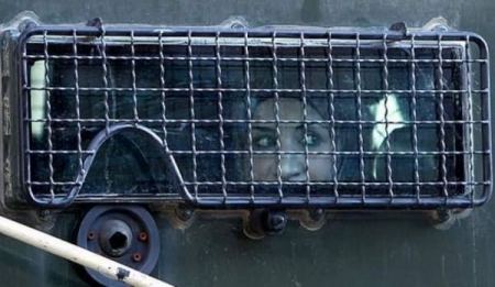 الأسيرة المقدسية عائشة الأفغاني تدخل عامها الخامس في سجون الاحتلال