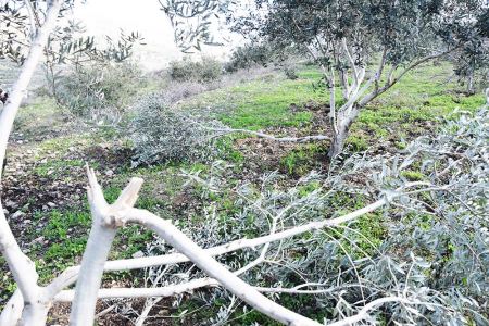 Settlers destroy water pipelines, trees in Nablus-district village